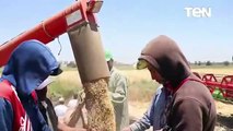شاهد بدء موسم حصاد وتوريد القمح بكفر الشيخ