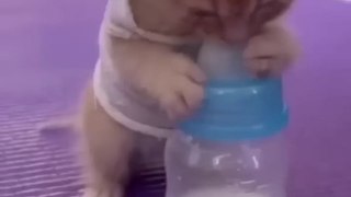 Cute Baby cat trying to drink milk