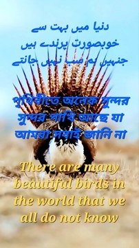 There are many beautiful birds in the world that we all do not know