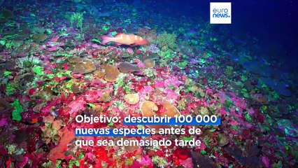 El mayor censo océanico de la historia para descubrir nueva vida marina