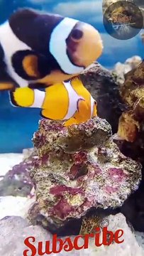 |||Aquatic planted Aquarium || FISH AQUARIUM #AP&SF#