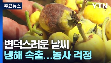 변덕스런 날씨에 냉해 속출...한해 농사 걱정 / YTN