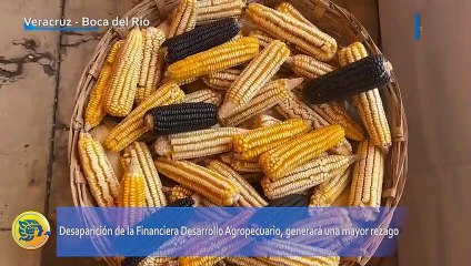 Maiceros temen rezago del campo por extinción de Financiera Rural