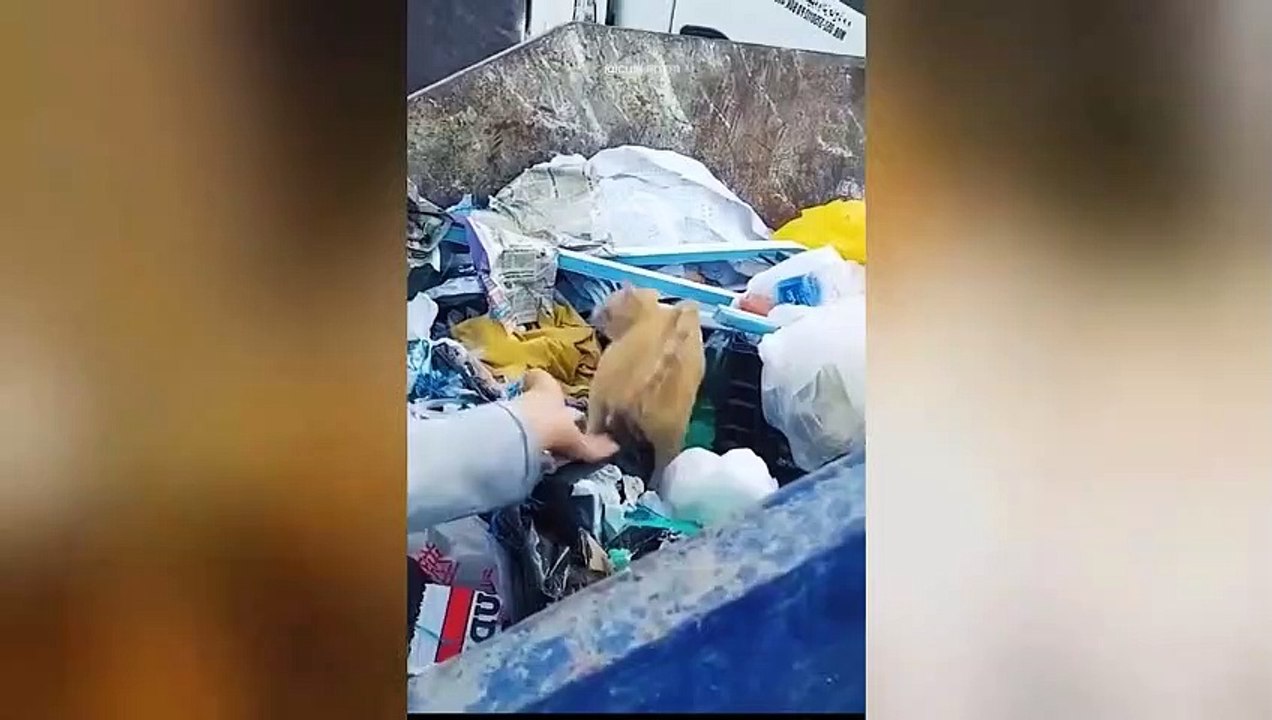 Get ready to laugh  Funniest Animals Video - Best Cats and Dogs Videos  2023