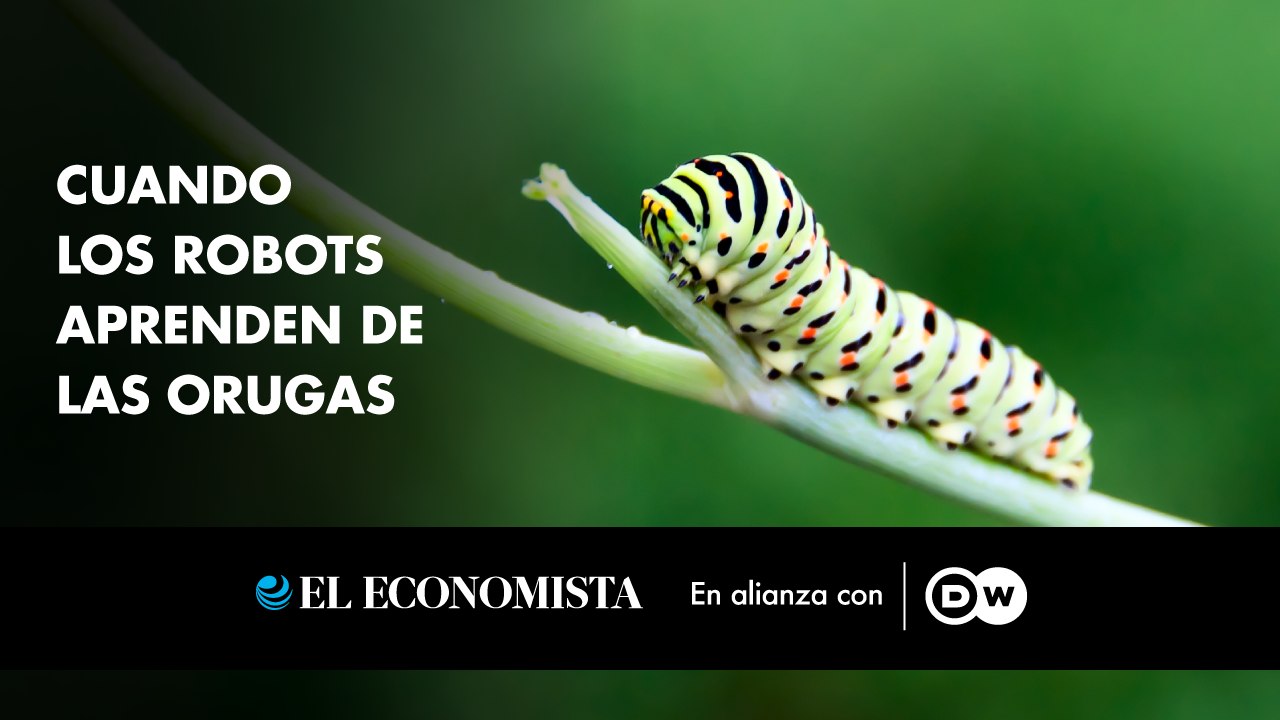 Cuando los robots aprenden de las orugas