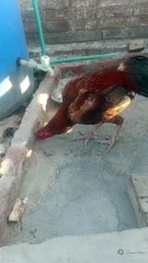 میرا اسیل سندھی مرغ