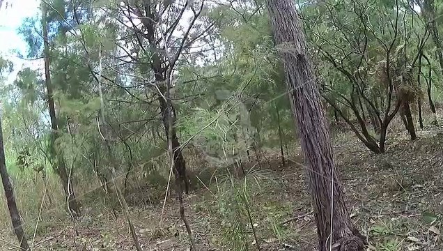 Police dog squad make dramatic arrest of alleged arsonist in NT bush land | April 28, 2023 | Katherine Times