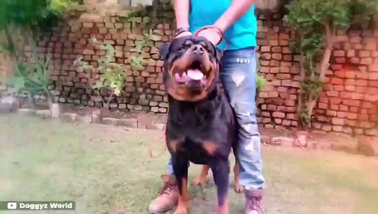 Cane Corso vs Rottweiler!