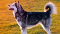 Siberian Husky vs Alaskan Malamute - which is best for you