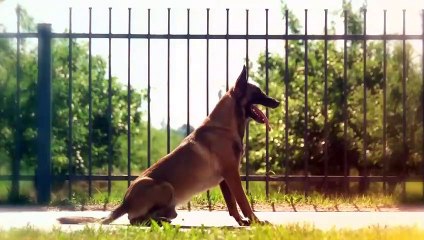 10 Fascinating Facts About the Minds of Dogs