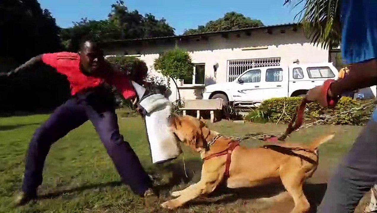 BEST OF AFRICAN BOERBOEL - THE SUPER POWER DOG
