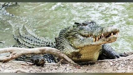 10 Animals That Could KILL a Crocodile