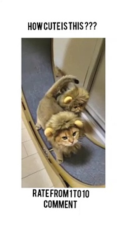Kute kitten