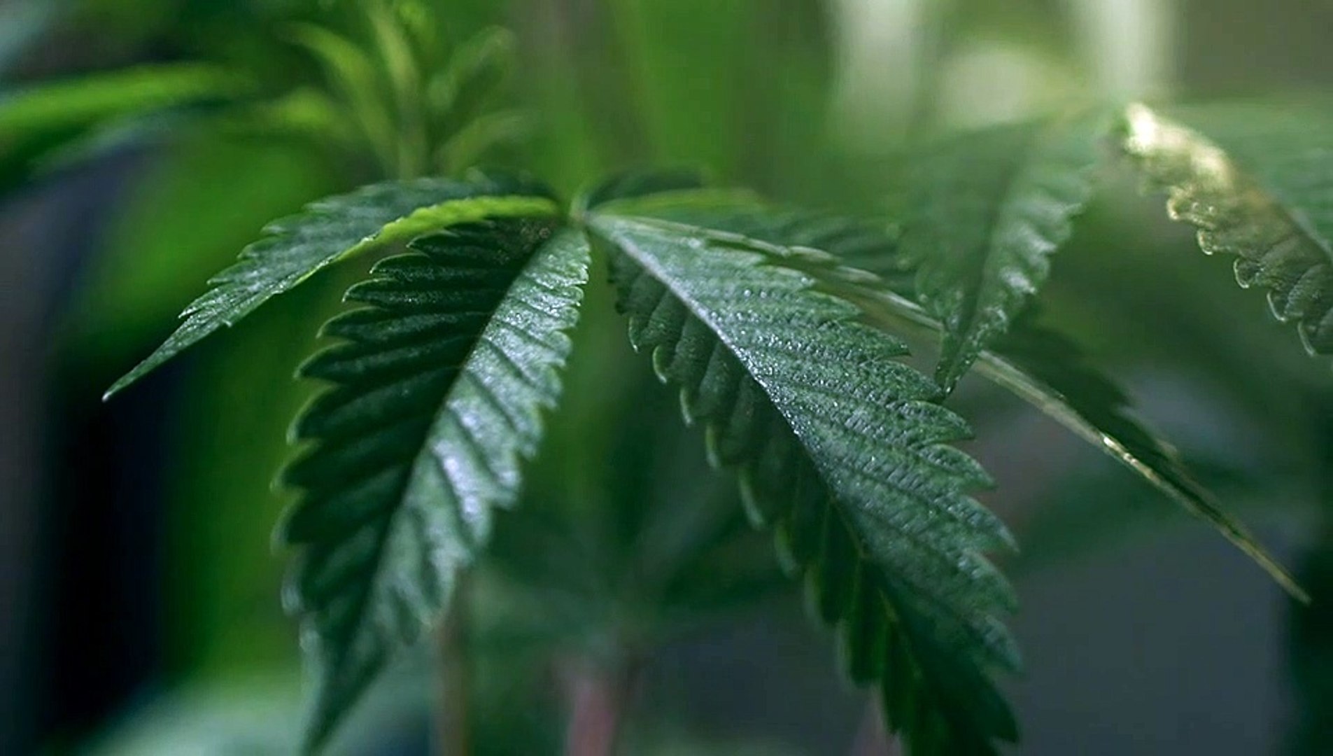 Cannabis