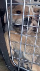 11 chiots enfermés dans le sous-sol d'une maison abandonnée