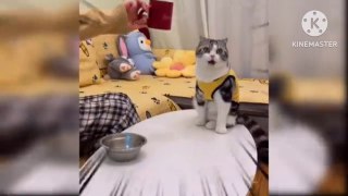 New funny videos 2023- cutest cat videos  baby cat videos #funny cat videos #funny baby cat videos