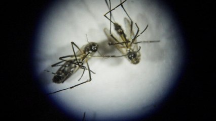El cambio climático favorece la expansión del dengue en Argentina