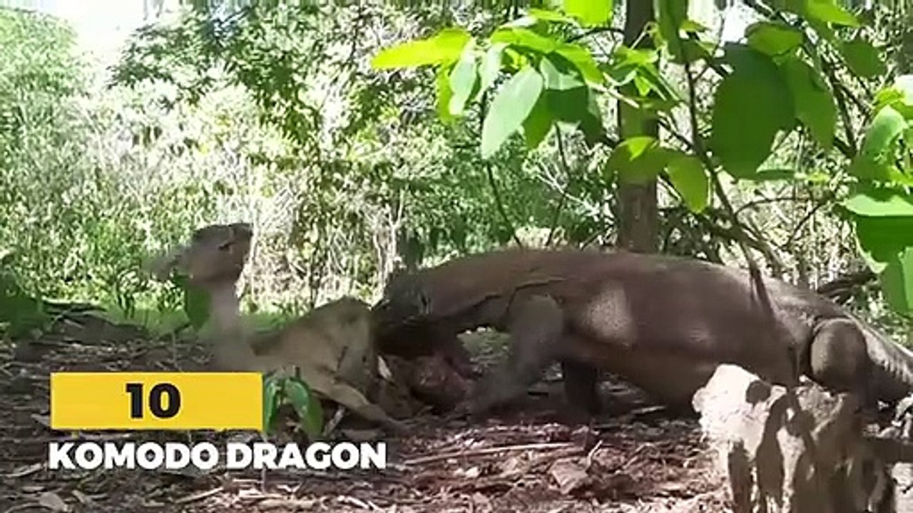 10 HORRIFIC Ways Animals Kill Their Prey #2   Pet Spot