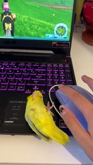 Who Needs A Computer Mouse When You Have A Parrot?