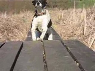 biscotte monte les escaliers