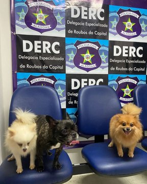 Polícia recupera três cadelas roubadas de sítio em Maceió