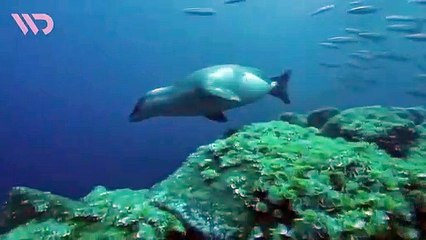 Anjing Laut- Penyelam Terbaik yang Mampu Menahan Napas hingga Dua Jam