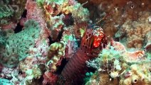 Udang Mantis- Hewan Terkuat di Dasar Laut dengan Tinju yang Mematikan - Mantis Shrimp