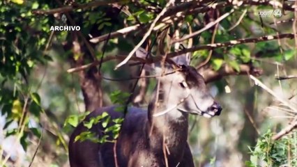 Quieren que Congreso decrete Área Natural Protegida al bosque El Centinela y cañadas de San Isidro