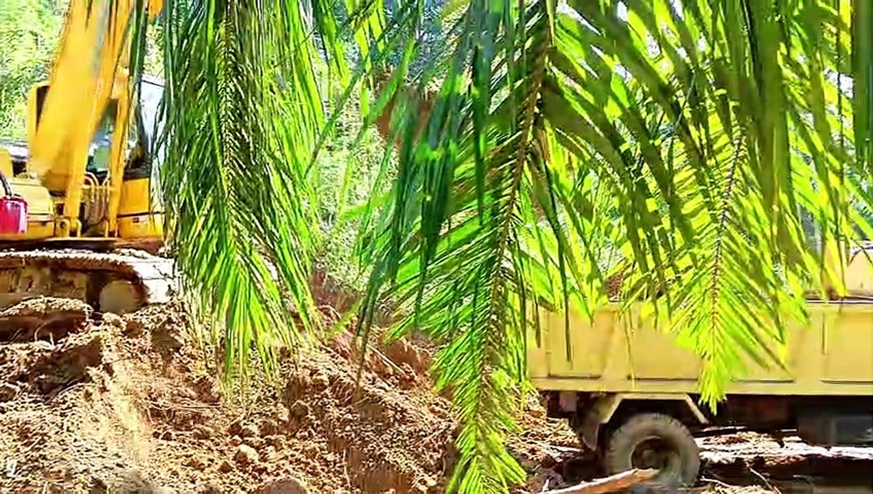 PC 195 LC Excavator Komatsu Dump Truck Digging Soil in Plantation