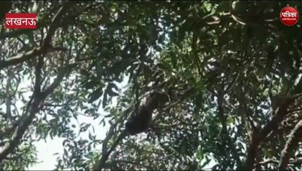 लखनऊ में   पकड़ी गई जंगली बिल्ली, लोगो ली राहत की सांस