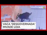 Vaca invade loja no Mato Grosso do Sul e assusta vendedora
