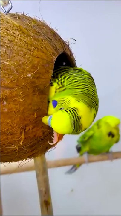 DIY  Bird toys made of Coconut #shorts