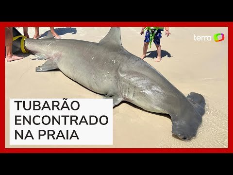 Fêmea de tubarão grávida de 40 filhotes é encontrada morta em praia
