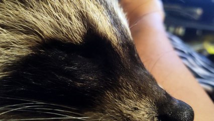 Raccoon Purrs While Cuddling With Caretaker