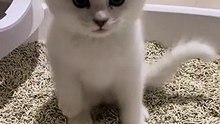Funny animals