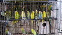 Budgies parrot | Love Birds