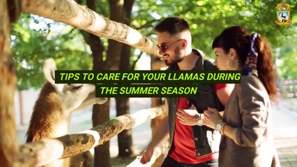 Tips to Care For Your Llamas During the Summer Season