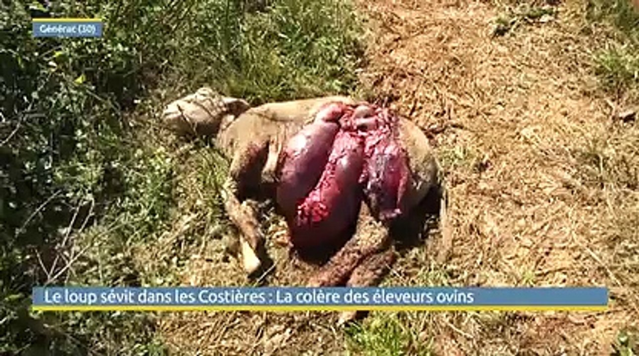 2Générac Les éleveurs ovins crient au loup-1.mp4-