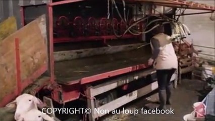 4.La cohabitation avec le loup est elle possible