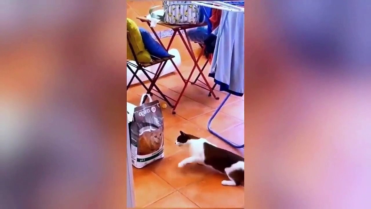 Get ready to laugh  Funniest Animals Video - Best Cats and Dogs Videos  2023
