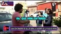 Invasión de ratas en Pueblo Libre enciende las alarmas