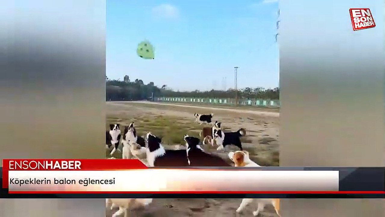 Köpeklerin balon eğlencesi