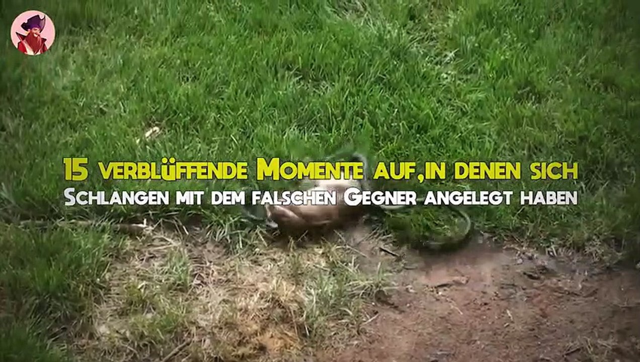 15 Erschreckende Momente, In Denen Sich Schlangen Mit Dem Falschen Gegner Angelegt Haben