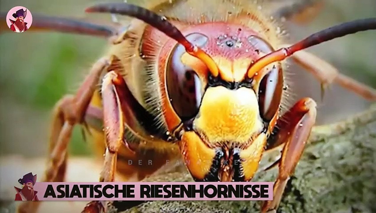 15 furchtbare Arten, wie Tiere ihre Beute jagen