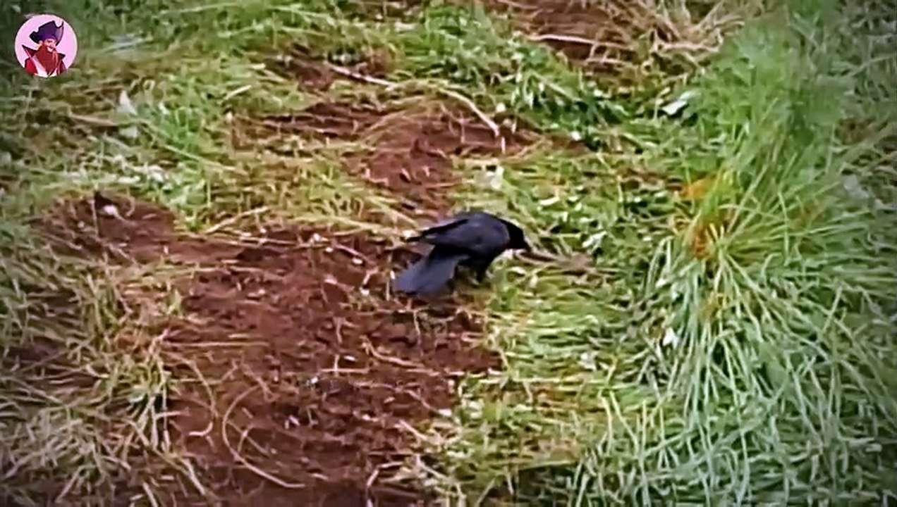 15 herzzerreißende Momente, in denen Raubvögel die Dinge auf die nächste Stufe bringen