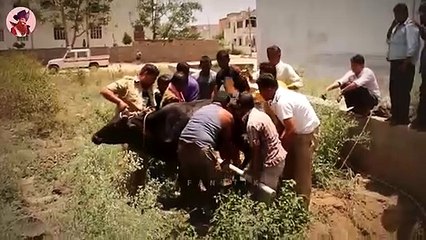 15 herzerwärmende Momente, in denen Menschen Tieren geholfen haben