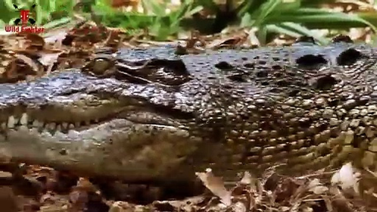 2 Crocodile Attack Man in River at Fishing Time   Animal Attack fisherman Man Fun Made Movie (3)