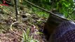Anaconda Snake Attack Man in Amazon Forest   Anaconda Snake Fun Made Movie By Wild Fighter (2)