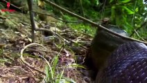 Anaconda Snake Attack Man in Amazon Forest   Anaconda Snake Fun Made Movie By Wild Fighter