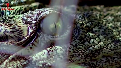 Crocodile Attack Man in River   Animal Attack Fun Made Movie By Wild Fighter (2)